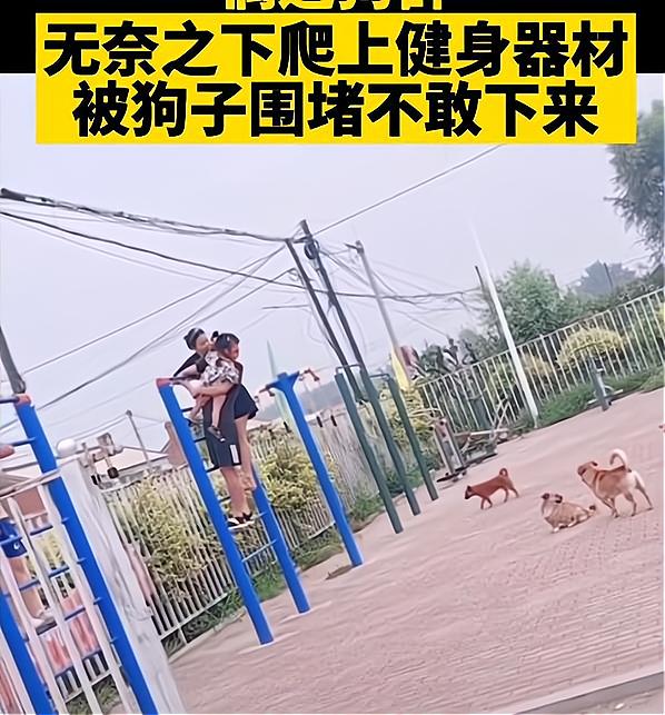 辽宁沈阳一家人被狗围攻,爬上器材不敢下来,单手抱娃太可怜