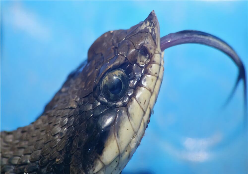 猪鼻蛇身份信息