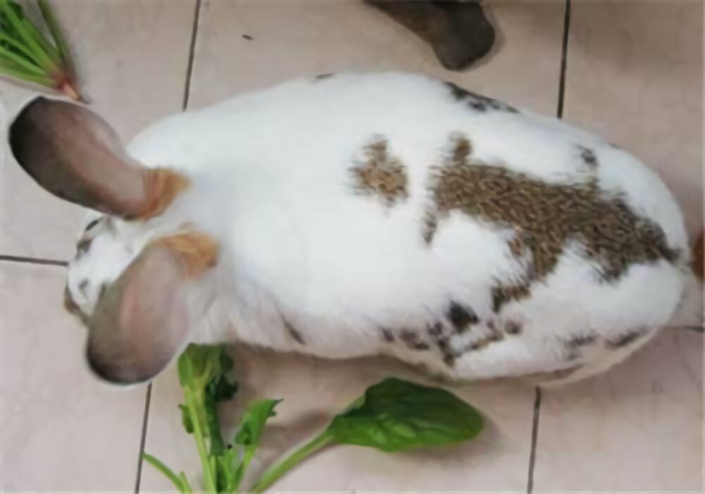 维兰特兔身份信息