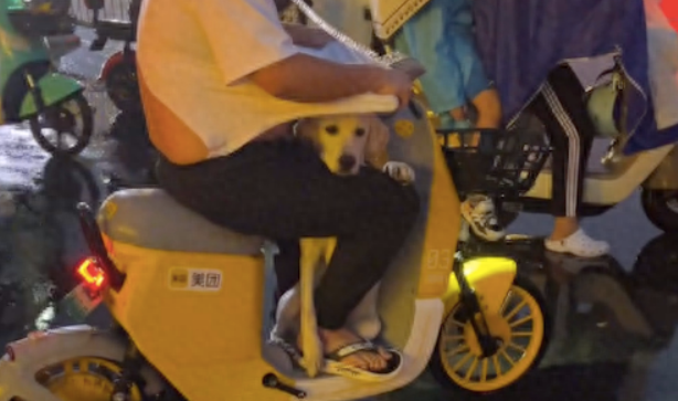 男生带狗骑车半路下雨,主人硬生生将衣服扯烂,也要给狗狗挡雨!