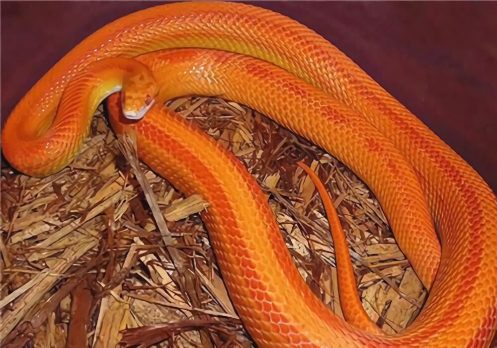 玉米蛇身份信息