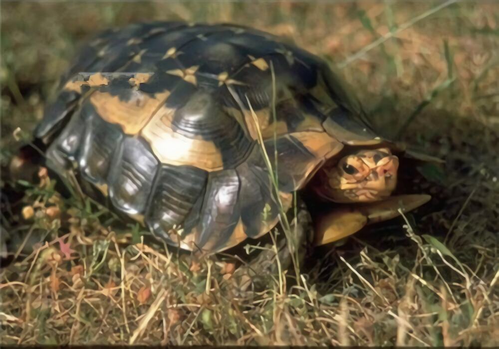 非洲折背陆龟身份信息