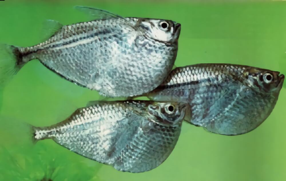 石斧鱼身份信息