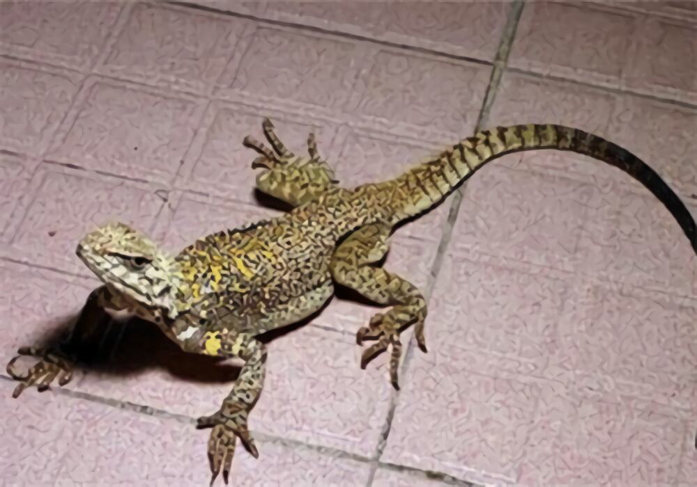 新疆岩蜥身份信息