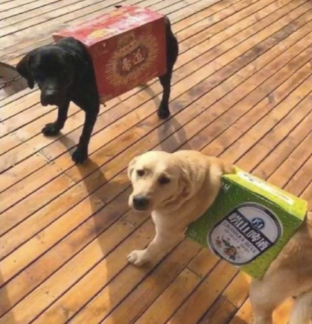 老婆留2百给狗买穿的,老公却将纸箱子套它手上