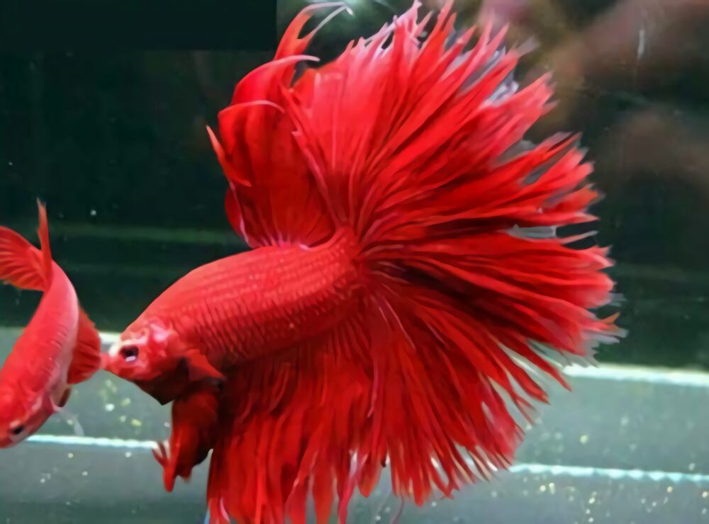 半月斗鱼身份信息