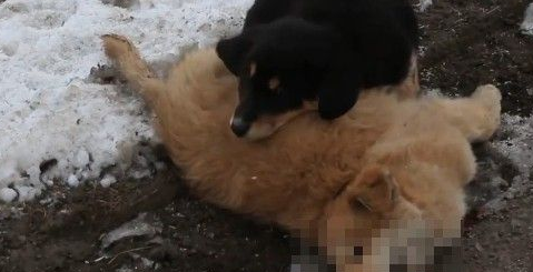 小黄狗不慎被车辆撞死 黑狗同伴陪伴久久不肯离去