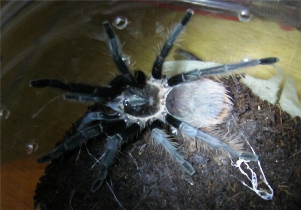 危地马拉红尾身份信息