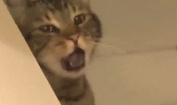 狗狗放了一个3秒连环屁,臭得让猫咪吐了一地,狗:响屁不臭!