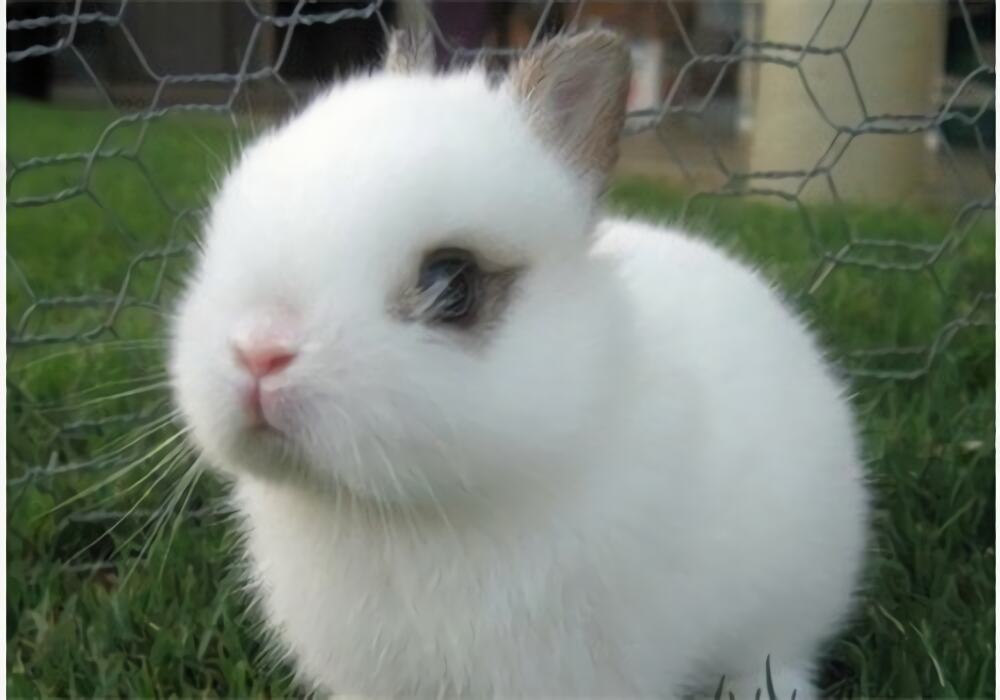 海棠兔身份信息