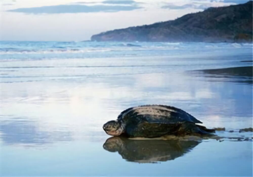 棱皮龟身份信息