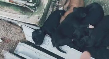 一窝狗狗5黑1黄,狗妈妈承认:生到最终一只,沒有黑墨水了