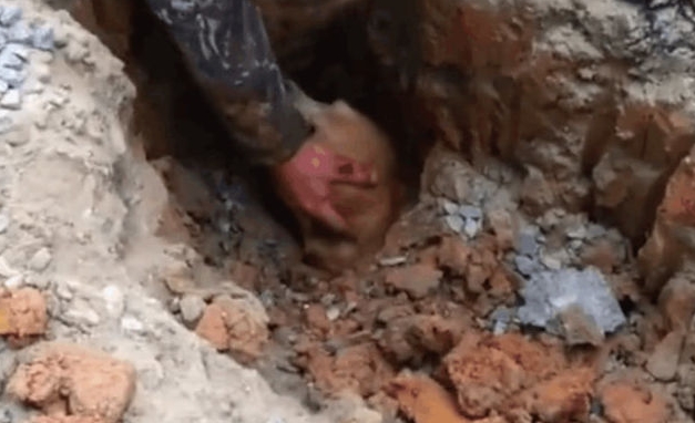 狗狗含泪疯狂刨土，引起男子注意后男子伸手帮忙，结局让人心痛！