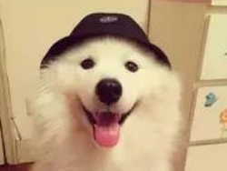 狗狗怎样饮食才健康，不会喂养也别喂死狗狗