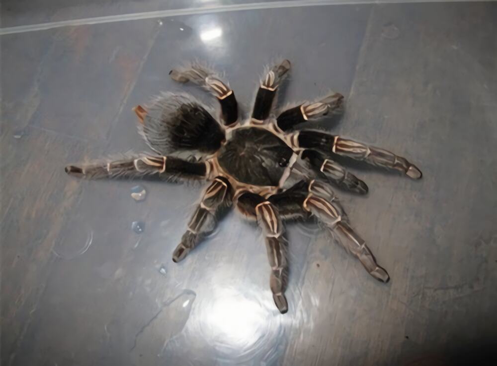 巴西红毛蜘蛛身份信息