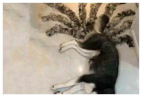 女子下班回家,发现狗狗睡在地上不对劲,仔细看清后尖叫出门