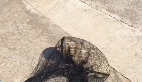 湖南:毛发打结,被嫌脏的流浪狗,被救后大变样!因为它也曾是一只宠物狗