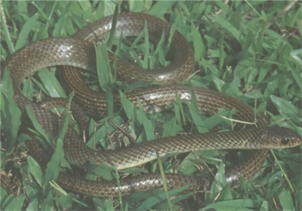 灰鼠蛇身份信息