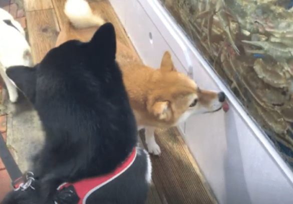 主人带秋田犬吃海产品,还没有上菜就隔着夹层玻璃开舔帝王蟹,汪星人:我馋它的身体!