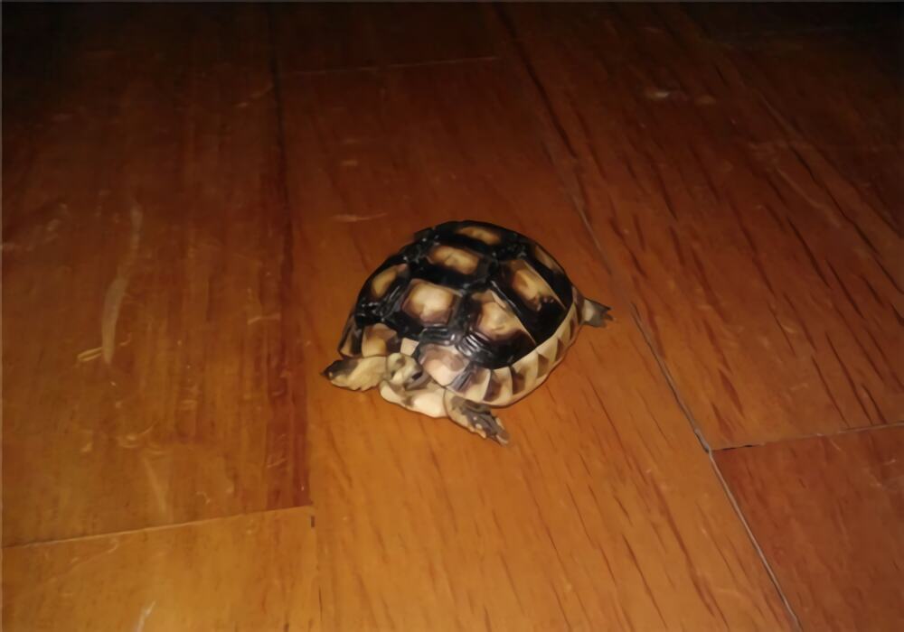 缘翘陆龟身份信息