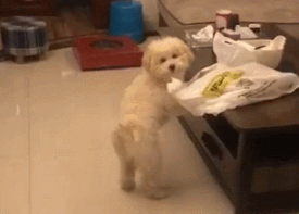 泰迪半夜起来偷吃,被主人当场抓住,狗:人家饿得睡不着么