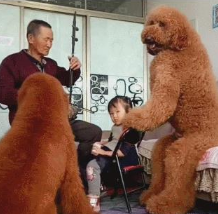 比冰箱还伟岸的狗儿,藏在高空的零食不保,网民:它是人扮的吧?