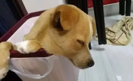主人回家晚见狗睡在垃圾桶里,当狗狗抬头的一瞬间,主人眼睛湿了