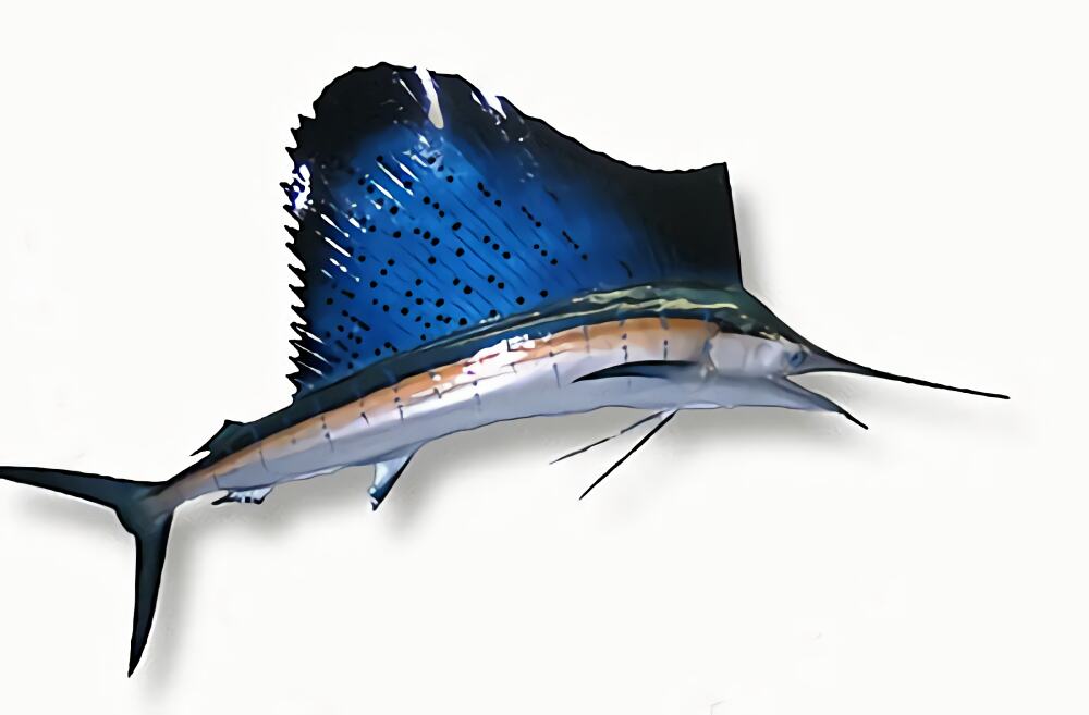 美国旗鱼身份信息