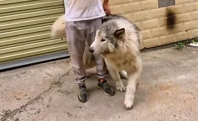 因偷吃鸭子,险被打死的阿拉斯加犬,靠近后发现原来它是如此温顺