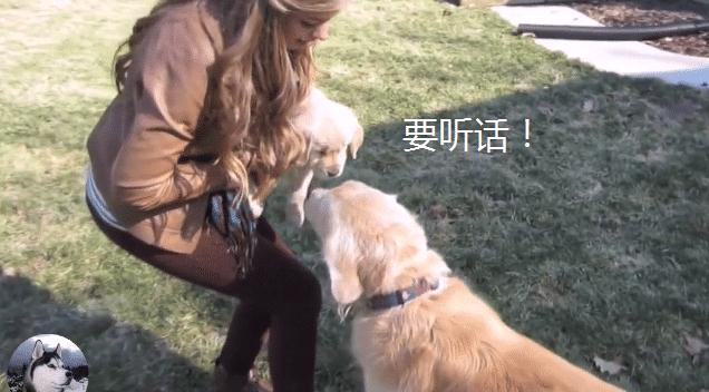 金毛宝宝被领养,结果它追出几百米远,狗妈:保护不了你了