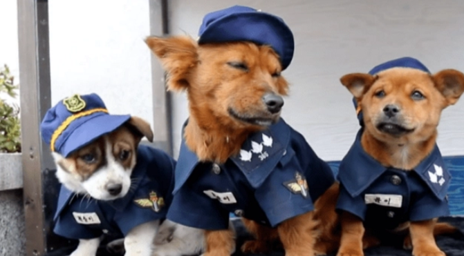 狗狗被收编为警犬,它却“拖家带口”来,都给个差事吧