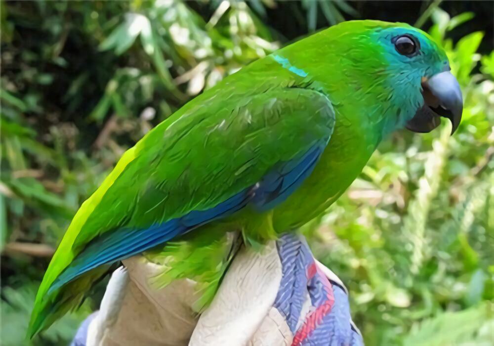 双眼无花果鹦鹉身份信息