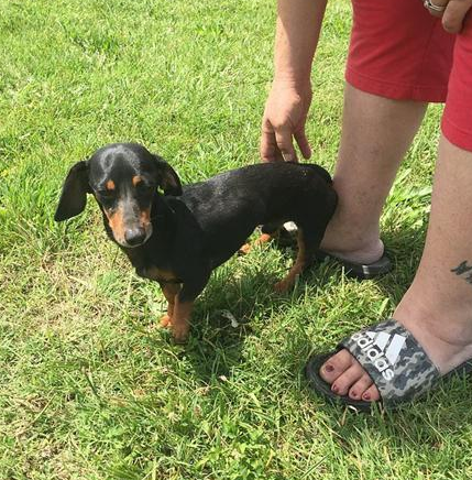 室外锄草不经意听到怪异狗吠声,好奇心找寻后马上通电话报警