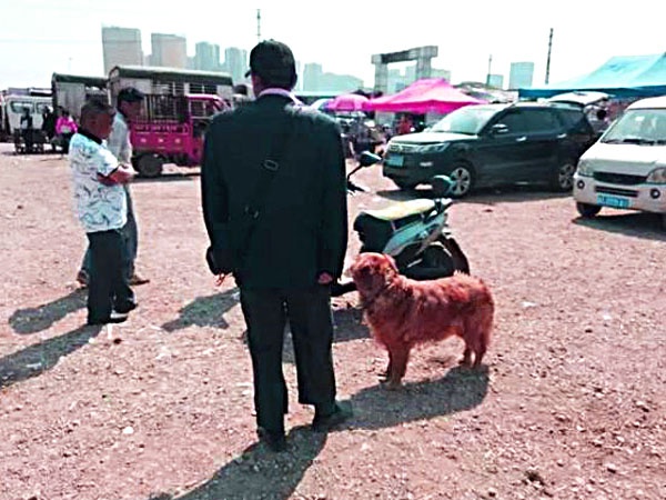 金毛犬卖300,都没人要,老人有些哽咽,但却遭到众人鄙视!