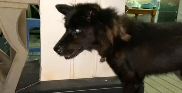 向人类求助的流浪狗,惨遭家犬驱赶,依然穷追不舍,它只想活下去