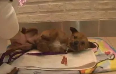 流浪狗被熊孩子烧掉皮毛，艰难生存，被救时它眼含泪光