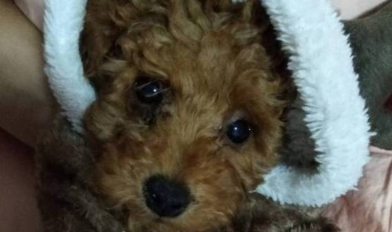 泰迪犬又开始撒狗粮了,你吃饱了没?