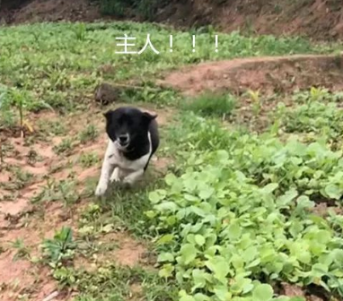 男子外出打工半年,隔着几百米大吼一声,狗子的反应戳中泪点