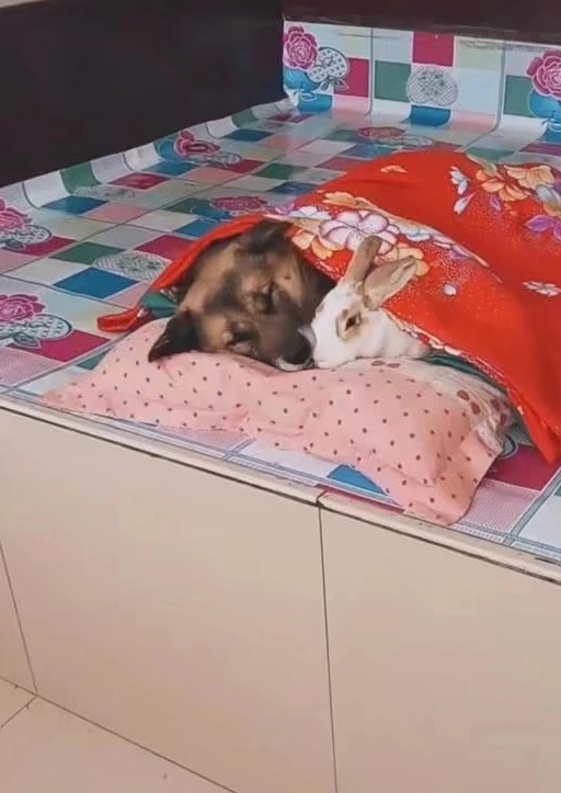 土狗在炕上抱着兔子在睡觉,主人觉得还挺温馨,但兔子的表情亮了