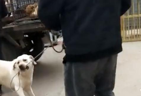 狗狗得知自己即将被卖掉,咬住绳子苦苦哀求:主人,别不要我!