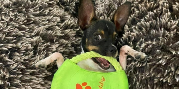 狗狗脚掌夸张弯曲“90度上下颠倒”手术后终于重获新生