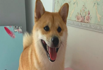 主人家摆地摊卖包,每一次都拿柴犬当“衣服架”,强迫运营的耗子好萌