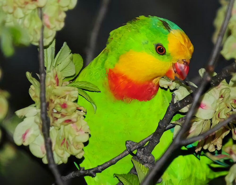 超级鹦鹉身份信息