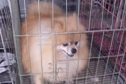 狗狗被主人抛弃得犬瘟 临终前的行为让主人肝肠寸断