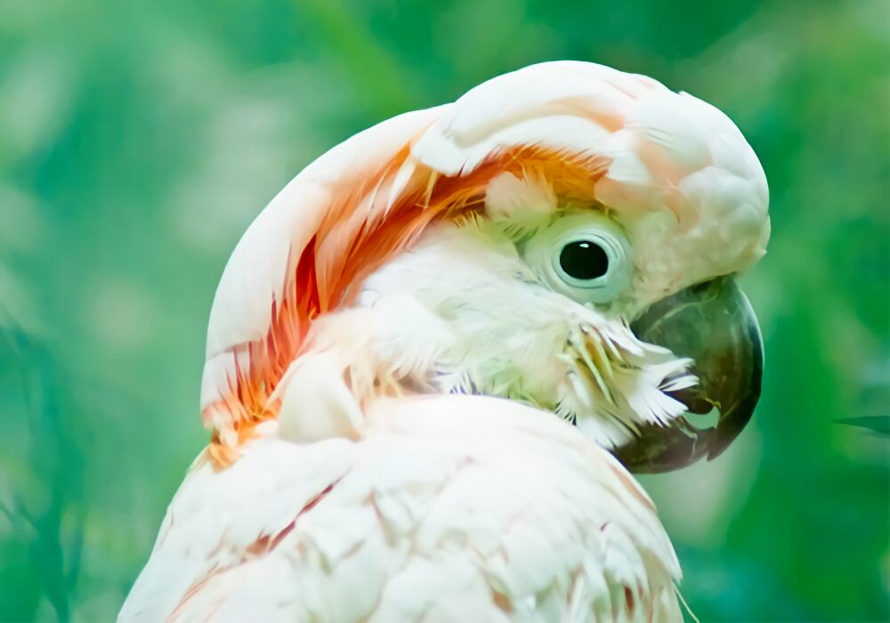 摩鹿加凤头鹦鹉身份信息