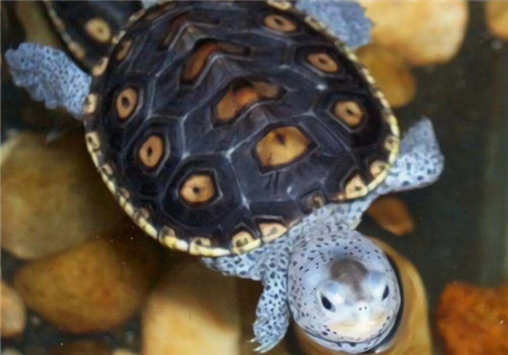 密西西比钻纹龟身份信息