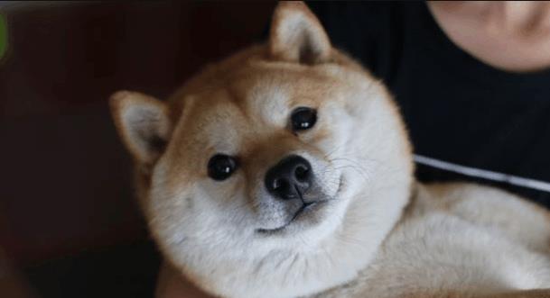 铲屎官抱着柴犬拍写真, 专门独家定制, 看来是真爱呀, 萌坏了
