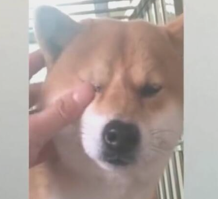 小狗被骂到流泪,主人立刻变为宽慰,不断帮抹泪水!
