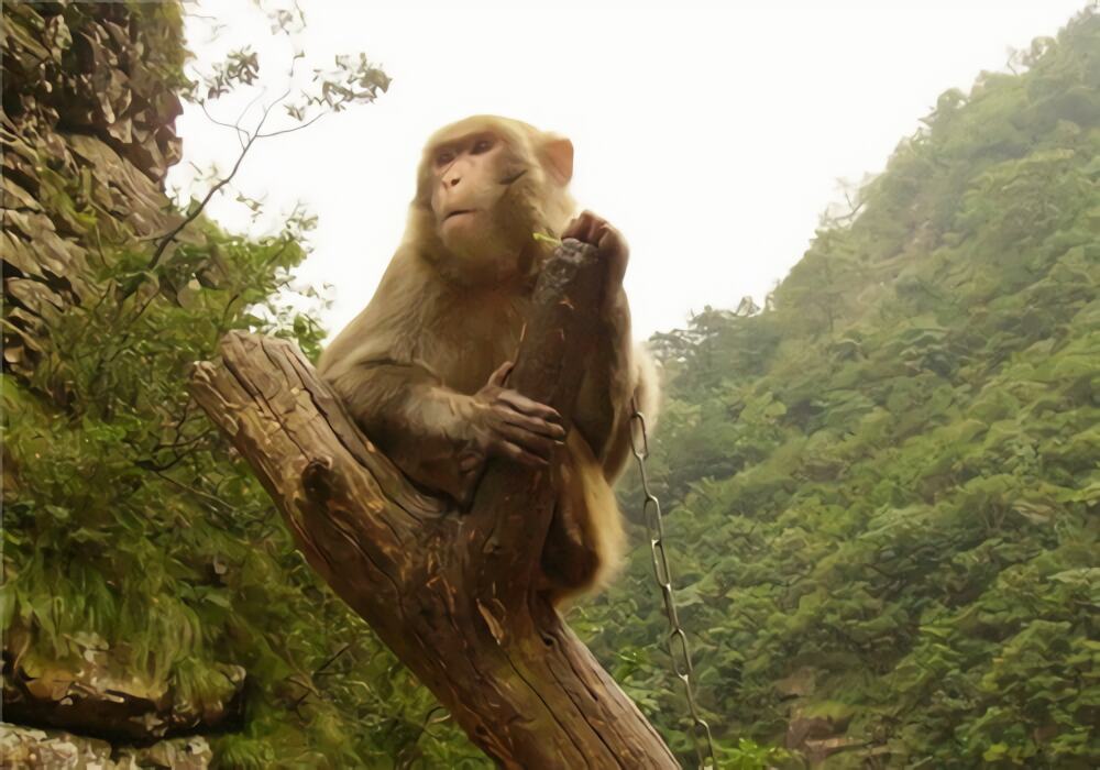 金丝猴身份信息