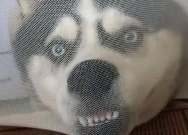 主人在床上吃东西,一回头看到哈士奇的狗头,主人笑到满床打滚